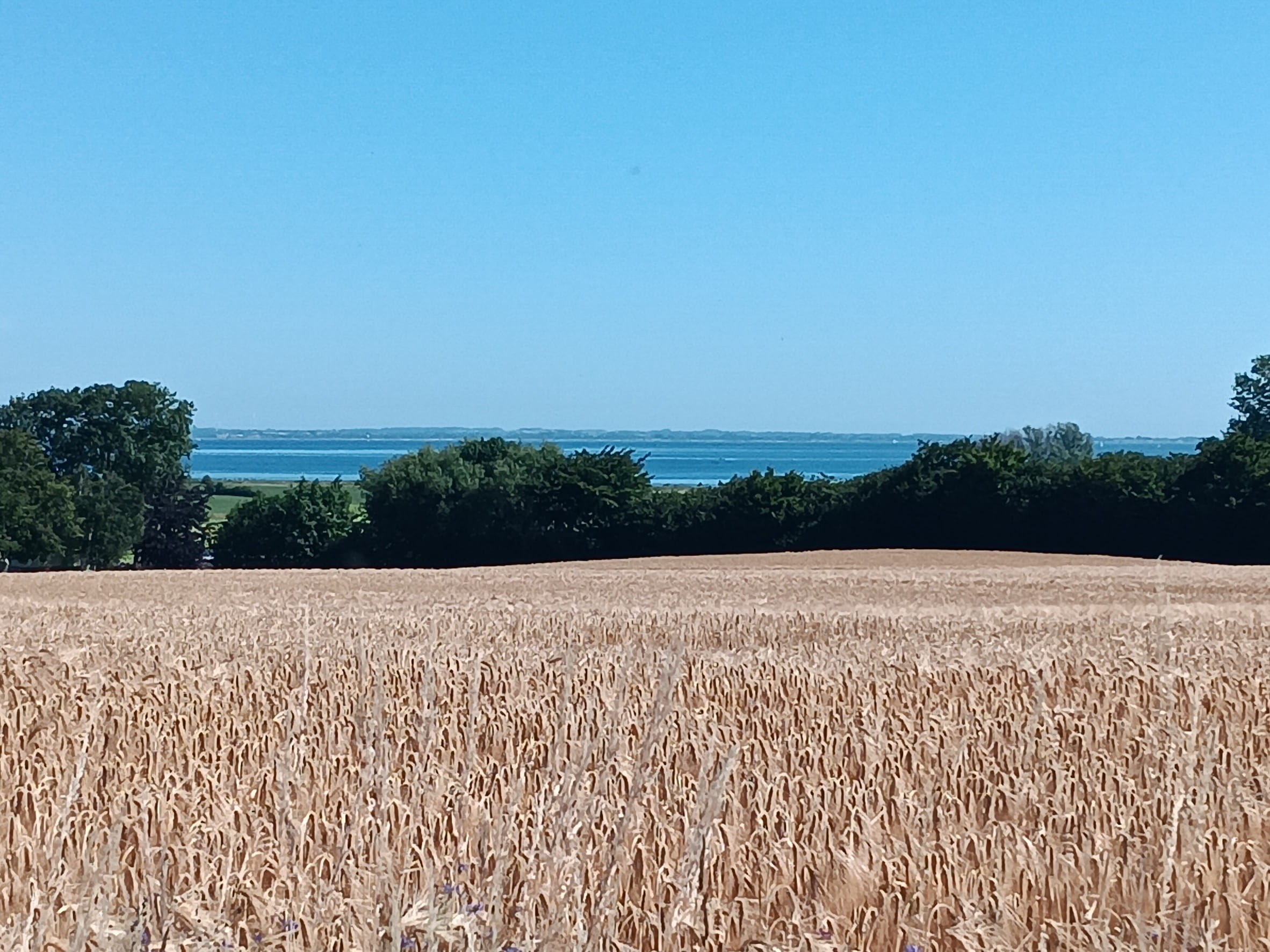  Feld vor Ostseeküste
