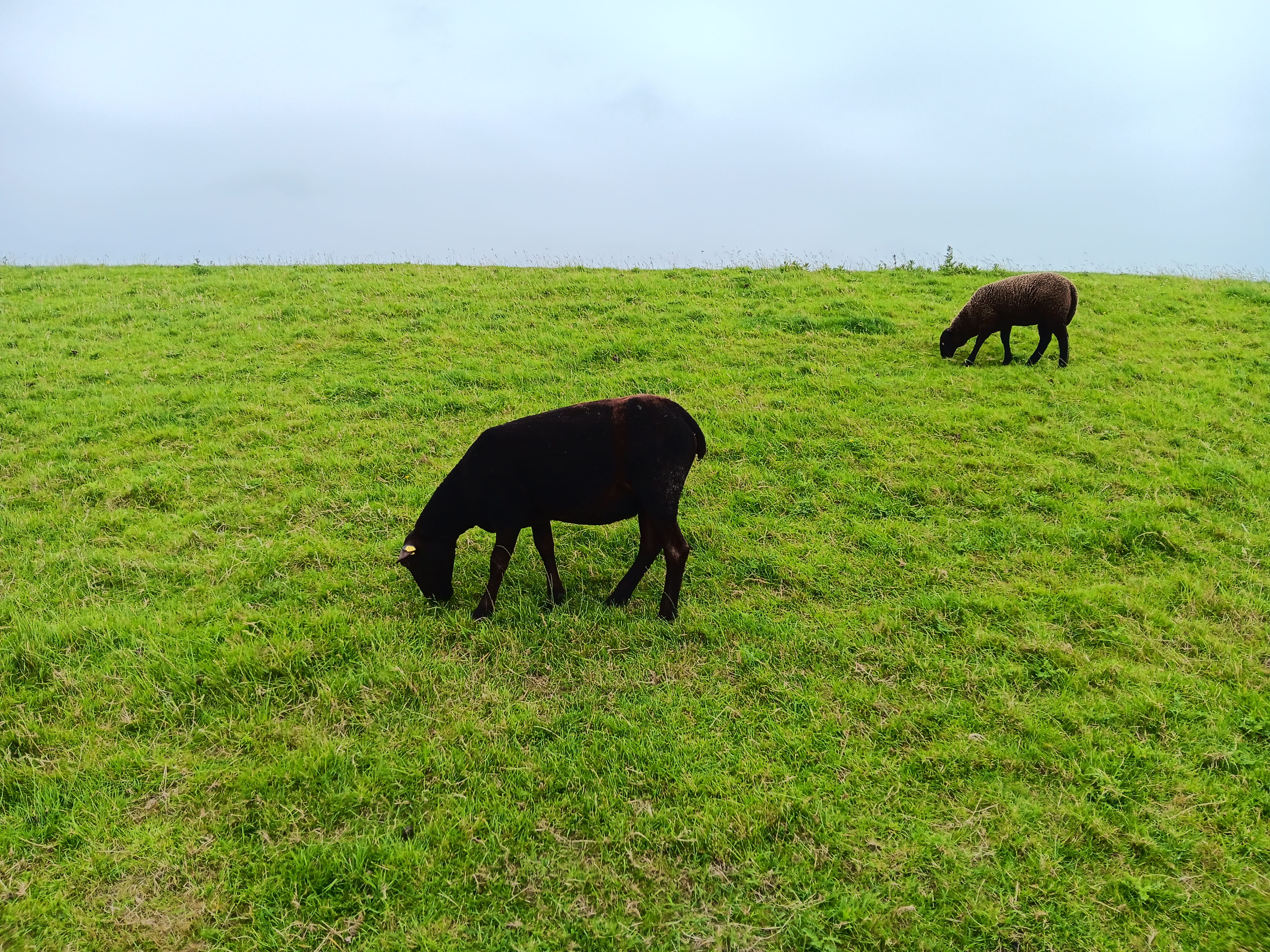 Schwarze Schafe