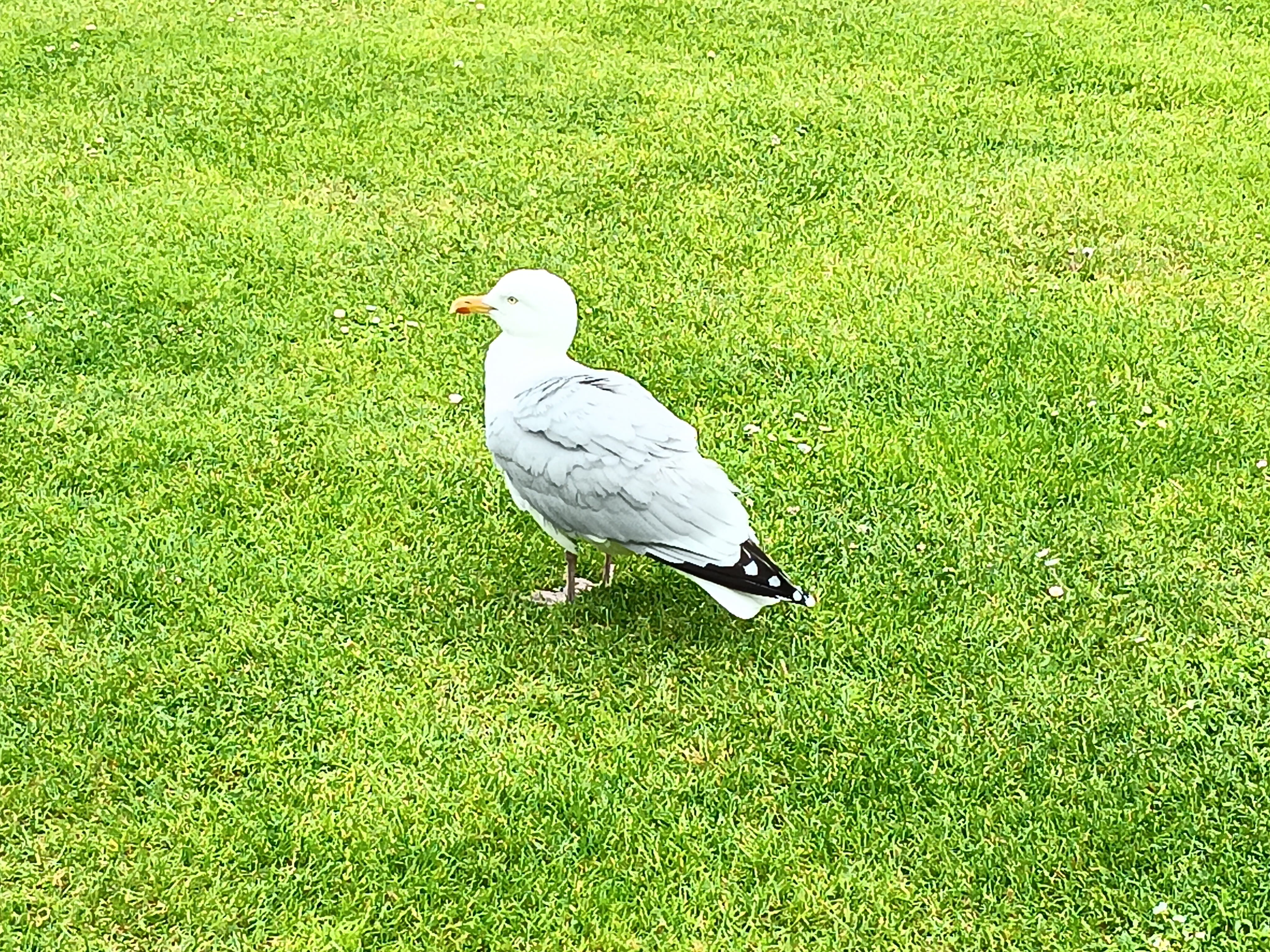 Möwe